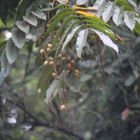 Pometia pinnata J.R.Forst. & G.Forst.